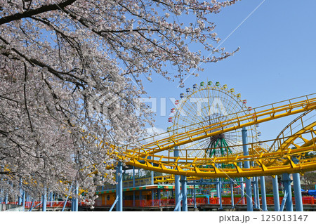 満開の桜と華蔵寺公園の遊園地 125013147