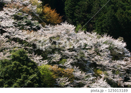 日本の低山に自生する山桜 日本の低山に自生する山桜 125013189