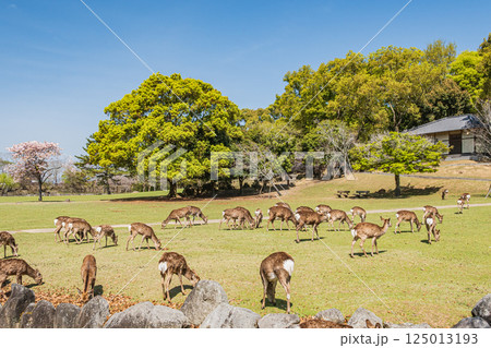 新緑の奈良公園 シカの群れ 新緑の奈良公園 シカの群れ 125013193