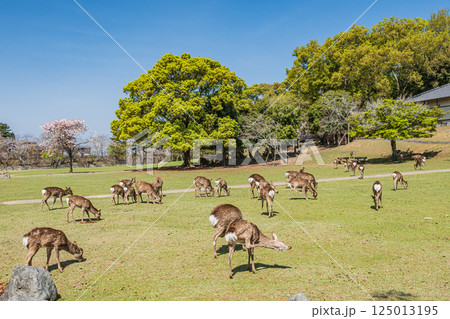 新緑の奈良公園 シカの群れ 新緑の奈良公園 シカの群れ 125013195