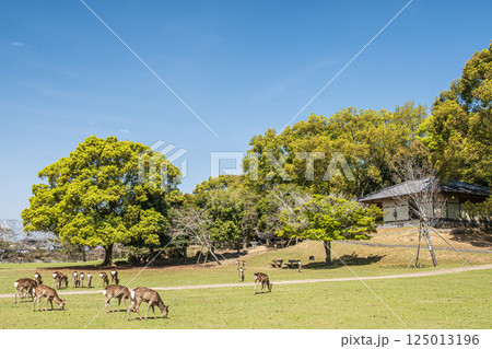 新緑の奈良公園　シカの群れ 125013196