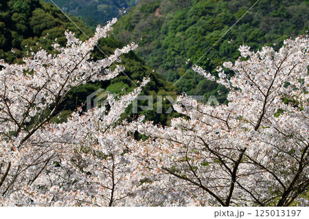 日本の低山に自生する山桜 125013197
