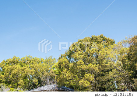 新緑の奈良公園 125013198