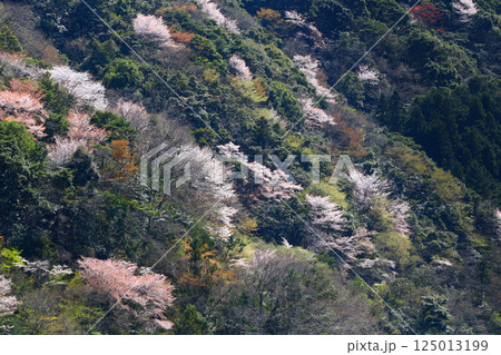 日本の低山に自生する山桜 125013199