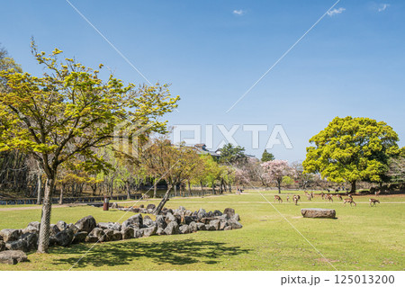 新緑の奈良公園 125013200