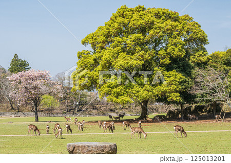 新緑の奈良公園　シカの群れ 125013201