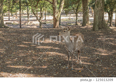 木漏れ日の奈良公園と鹿 木漏れ日の奈良公園と鹿 125013209