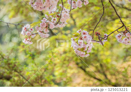 奈良公園の桜 奈良公園の桜 125013221