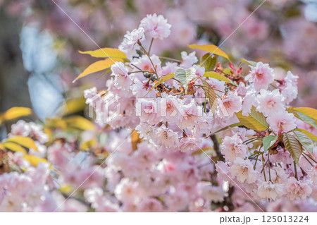 奈良公園の桜 奈良公園の桜 125013224