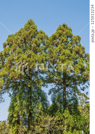 新緑の奈良公園 125013234