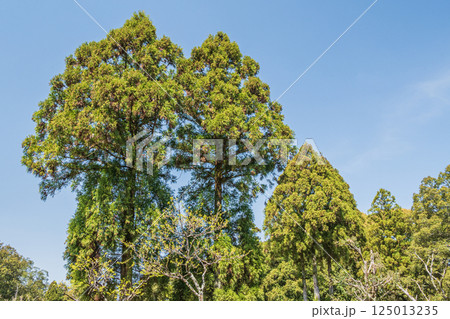 新緑の奈良公園 125013235