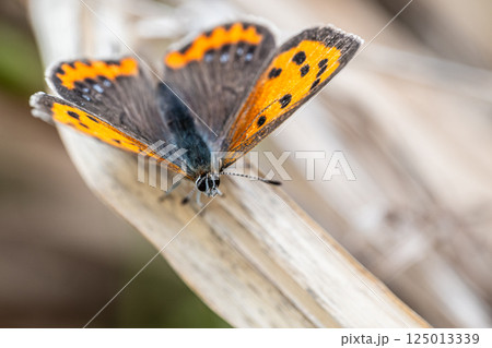 枯れ草の上に止まるベニシジミ 125013339