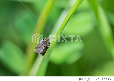 ハラヒシバッタ 125013345