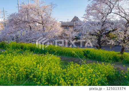 満開の熊谷桜堤 125013374