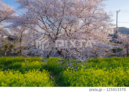 満開の熊谷桜堤 満開の熊谷桜堤 125013378