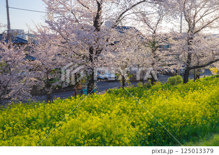 満開の熊谷桜堤 満開の熊谷桜堤 125013379
