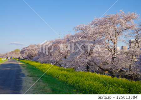 満開の熊谷桜堤 125013384