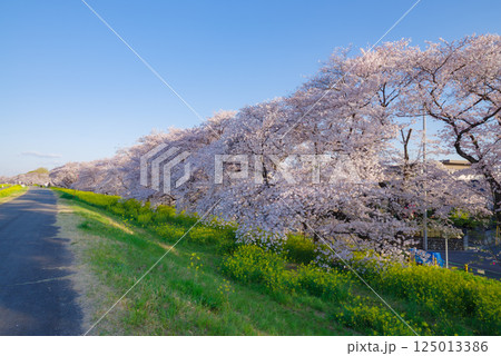 満開の熊谷桜堤 満開の熊谷桜堤 125013386