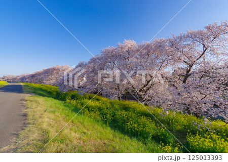 満開の熊谷桜堤 125013393