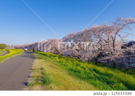 満開の熊谷桜堤 125013399