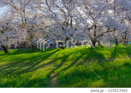 満開の熊谷桜堤 125013402