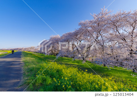 満開の熊谷桜堤 満開の熊谷桜堤 125013404