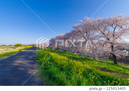 満開の熊谷桜堤 満開の熊谷桜堤 125013405