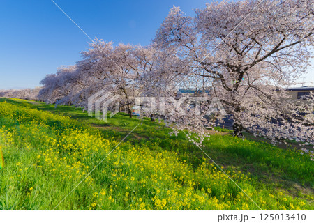 満開の熊谷桜堤 満開の熊谷桜堤 125013410