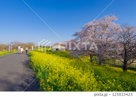 満開の熊谷桜堤 満開の熊谷桜堤 125013423