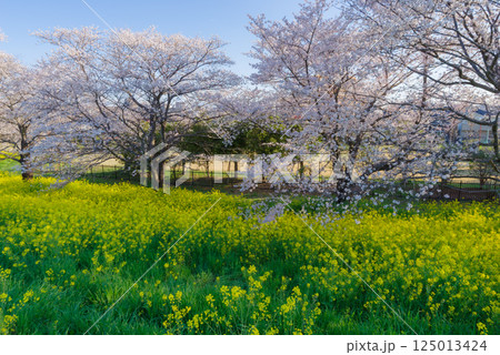 満開の熊谷桜堤 125013424