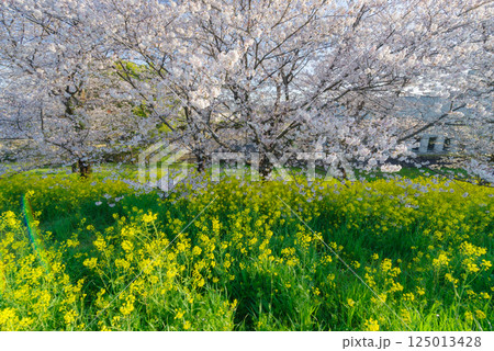 満開の熊谷桜堤 満開の熊谷桜堤 125013428