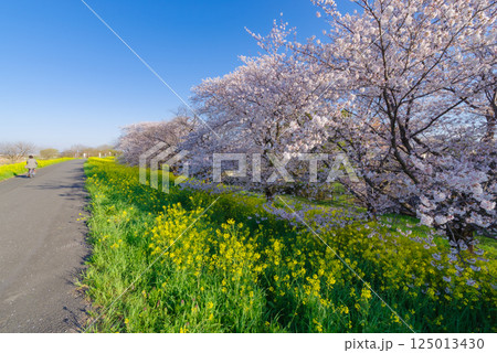 満開の熊谷桜堤 125013430
