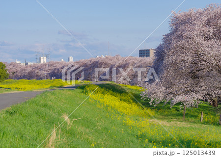 満開の熊谷桜堤 満開の熊谷桜堤 125013439