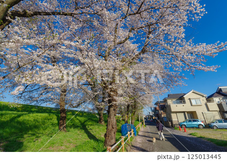 満開の熊谷桜堤 125013445