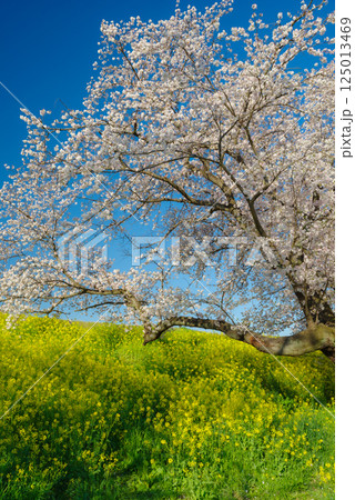 満開の熊谷桜堤 満開の熊谷桜堤 125013469