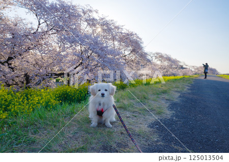 満開の熊谷桜堤 125013504
