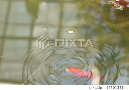 池の水面に顔を出しそうな金魚 池の水面に顔を出しそうな金魚 125013514
