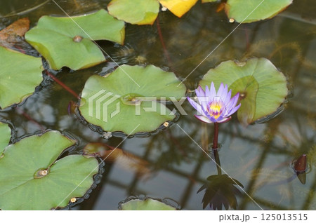 水面に浮かぶ蓮の花 125013515