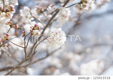 春先の桜の木 125013518