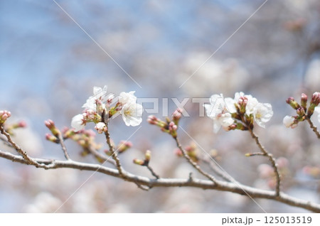 春の訪れを告げる桜 125013519