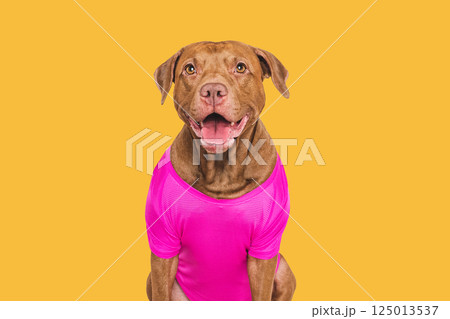 Cute dog and stylish T-shirt. Studio shot Cute dog and stylish T-shirt. Studio shot 125013537