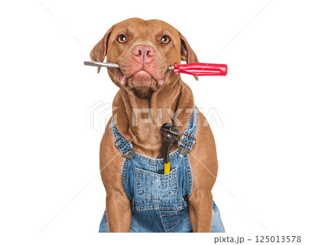 Cute puppy, denim overalls and screwdriver. Studio shot Cute puppy, denim overalls and screwdriver. Studio shot 125013578