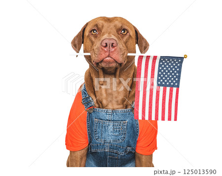 Charming, sweet brown dog and American Flag Charming, sweet brown dog and American Flag 125013590