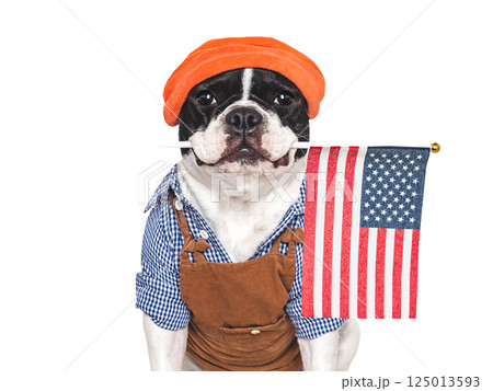 Charming puppy and American Flag. Studio shot Charming puppy and American Flag. Studio shot 125013593