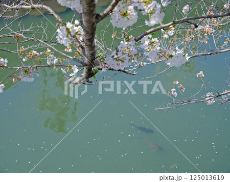 桜の花びらが浮かぶ池 125013619