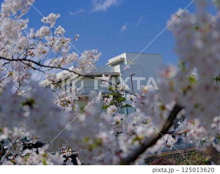 青空に映える満開の桜 125013620