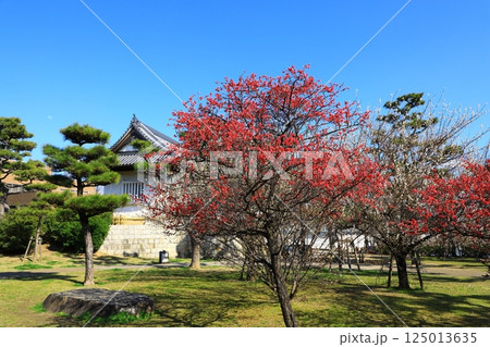 岸和田城 二の丸多聞櫓 青空と紅梅 岸和田城 二の丸多聞櫓 青空と紅梅 125013635