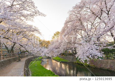 桜満開の若泉公園 桜満開の若泉公園 125013695