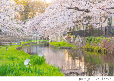 桜満開の若泉公園 125013697