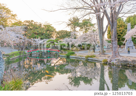 桜満開の若泉公園 桜満開の若泉公園 125013703